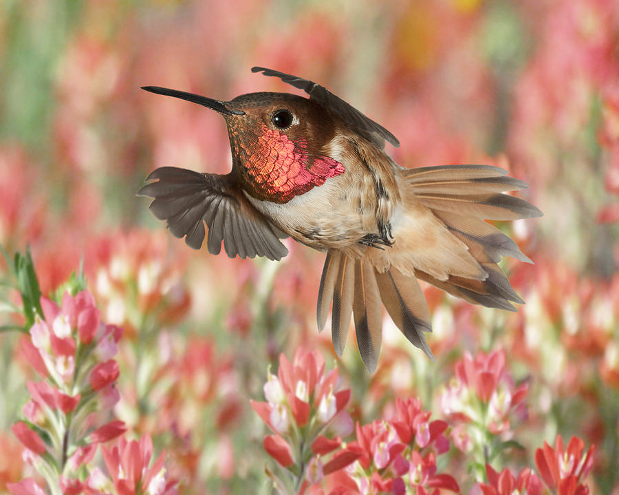 Hummingbird Photograph - Rufous Hummingbird #1 by Gregory Scott