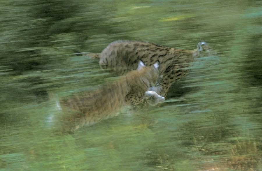 Running lynx #1 Photograph by Ulrich Kunst And Bettina Scheidulin