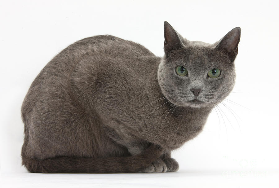 Russian Blue Cat #1 Photograph by Mark Taylor