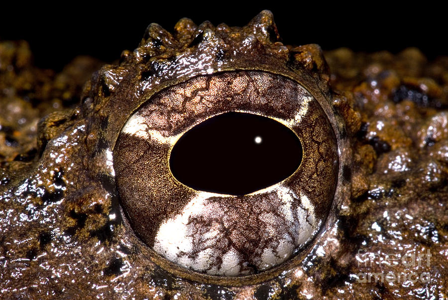 Animal Photograph - Rusty Robber Frog #1 by Dante Fenolio