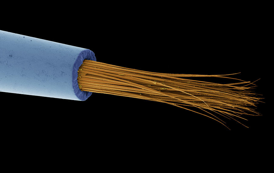 Sable Paintbrush Tip, Sem #1 Photograph by Science Photo Library Sable Paintbrush Tip, Sem #1 Photograph by Science Photo Library