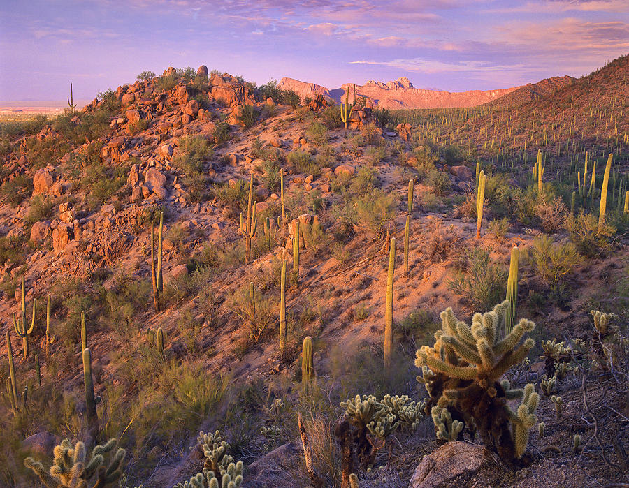 Saguaro And Teddybear Cholla #1 Photograph by Tim Fitzharris