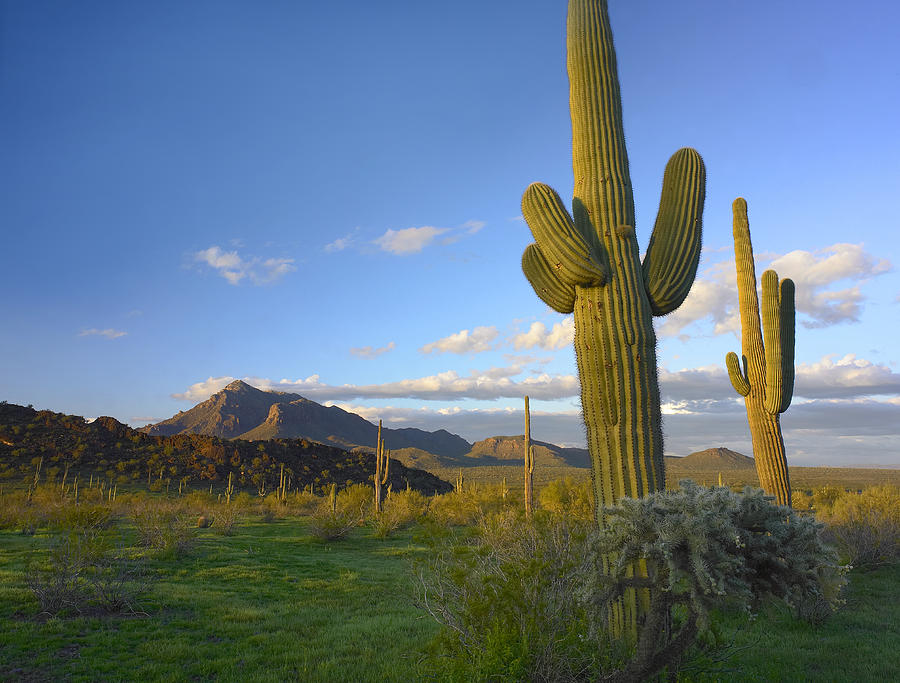 Saguaro Carnegiea Gigantea #1 Photograph by Tim Fitzharris