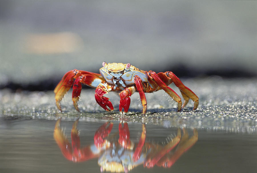 Sally Lightfoot Crab Grapsus Grapsus #1 Photograph by Tui De Roy