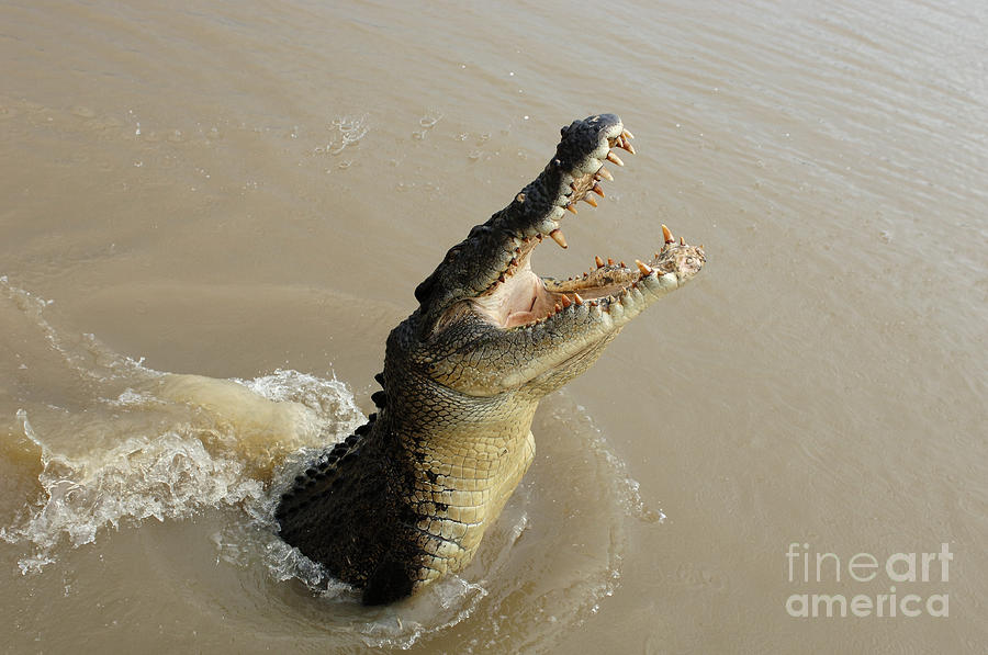 Salt Water Crocodile 2 #1 Photograph by Bob Christopher