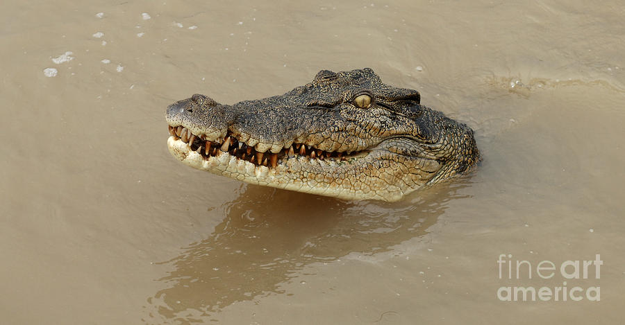 Crocodile Photograph - Salt Water Crocodile 3 #1 by Bob Christopher