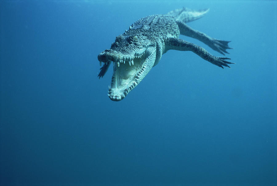 Saltwater Crocodile Crocodylus Porosus Photograph by Mike Parry