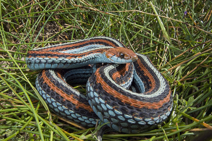 San Francisco Garter Snake Pescadero #1 Photograph by Sebastian Kennerknecht