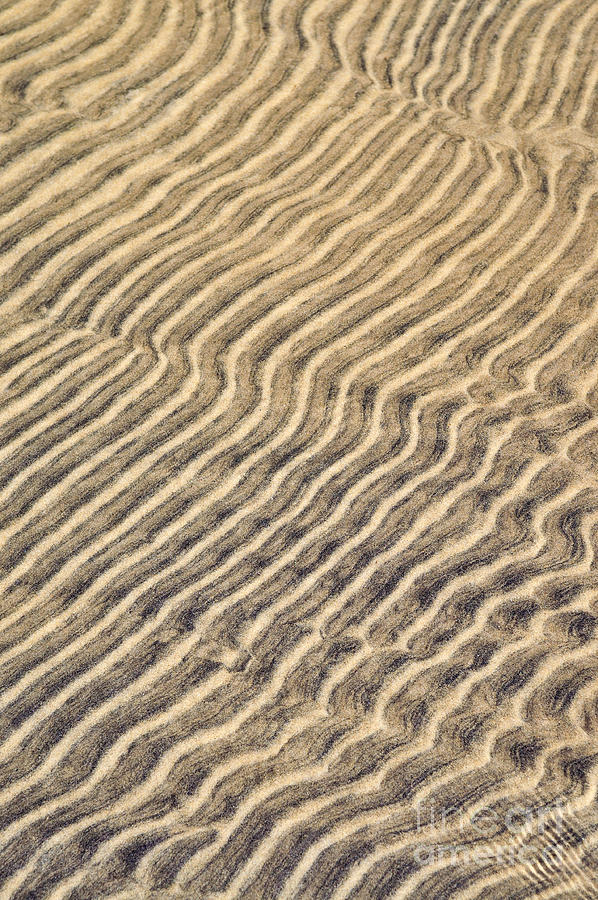 Sand ripples in shallow water 2 Photograph by Elena Elisseeva