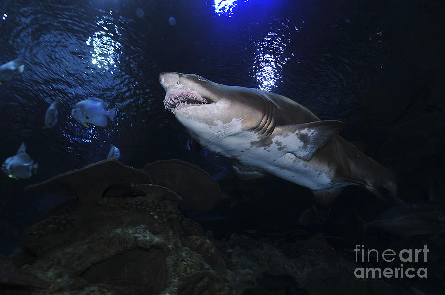 Sand Tiger Shark, Blue Zoo Aquarium #1 Photograph by Mathieu Meur
