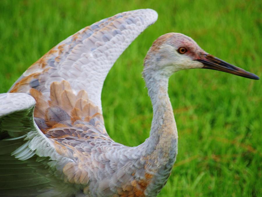 Sandhill Crane Female Photograph by E Luiza Picciano - Fine Art America