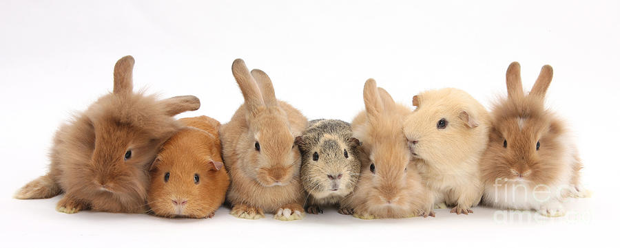 Animal Photograph - Sandy Rabbits And Guinea Pigs #1 by Mark Taylor