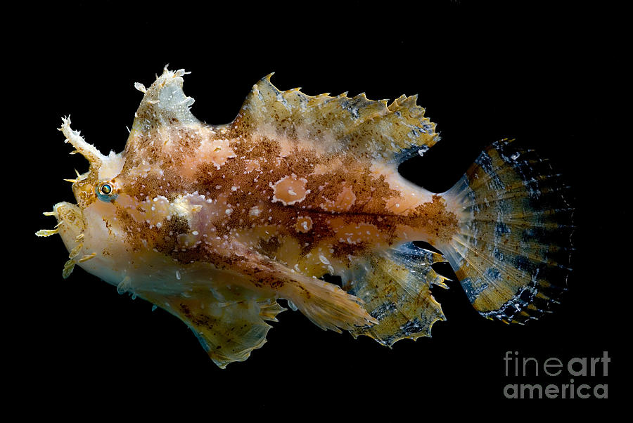 Sargassumfish #1 Photograph by Dant Fenolio