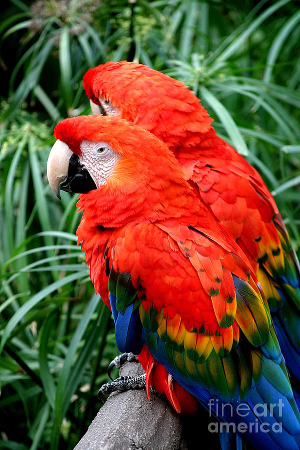 Scalet Macaw #1 Photograph by Henrik Lehnerer