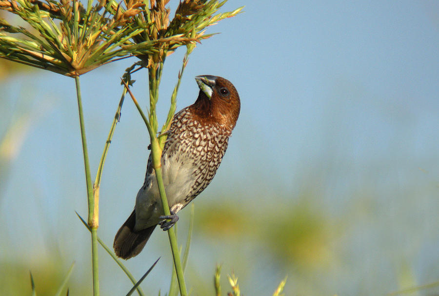 Scaly-breasted Munia #1 Photograph by Perry Van Munster