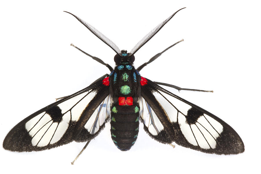 Scape Moth Barbilla Np Costa Rica #1 Photograph by Piotr Naskrecki