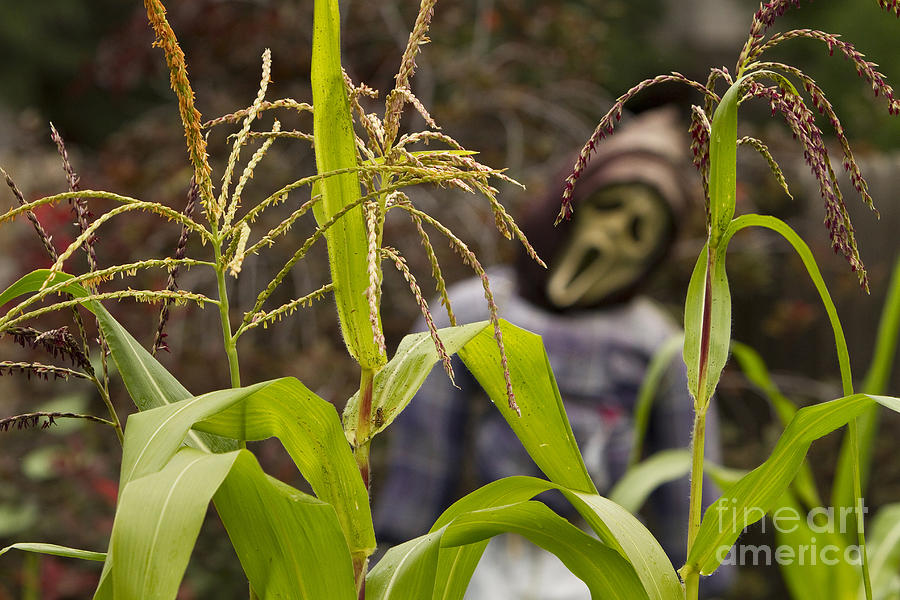 Scarecrow in the Corn #1 Photograph by James BO Insogna