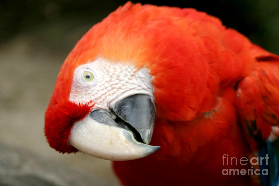 Scarlet Macaw #1 Photograph by Henrik Lehnerer