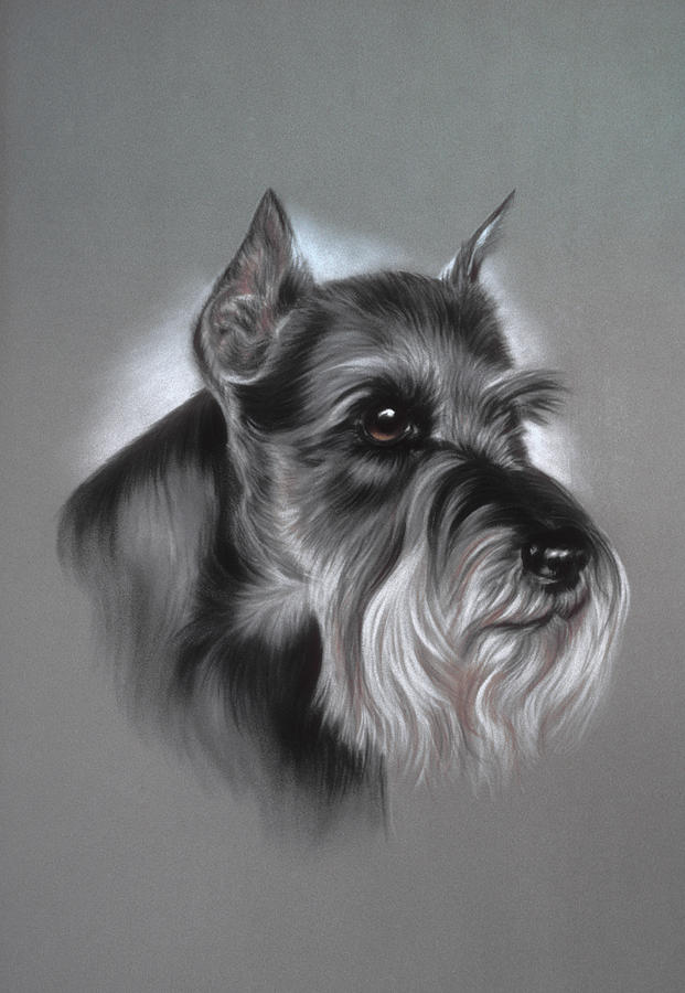 Schnauzer Pastel by Patricia Ivy - Fine Art America