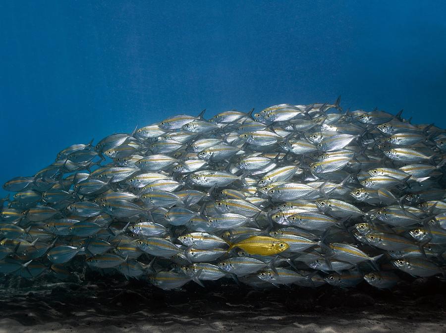 Fish Photograph - School Of Fish #1 by Georgette Douwma