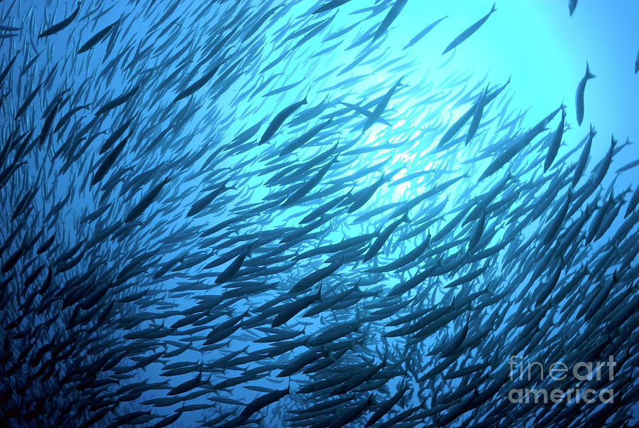 Fish Photograph - School of Pelican Barracudas #1 by Sami Sarkis