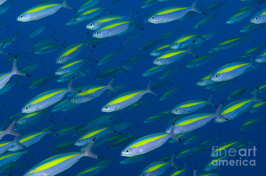 Fish Photograph - School Of Wide-band Fusilier Fish #1 by Steve Jones
