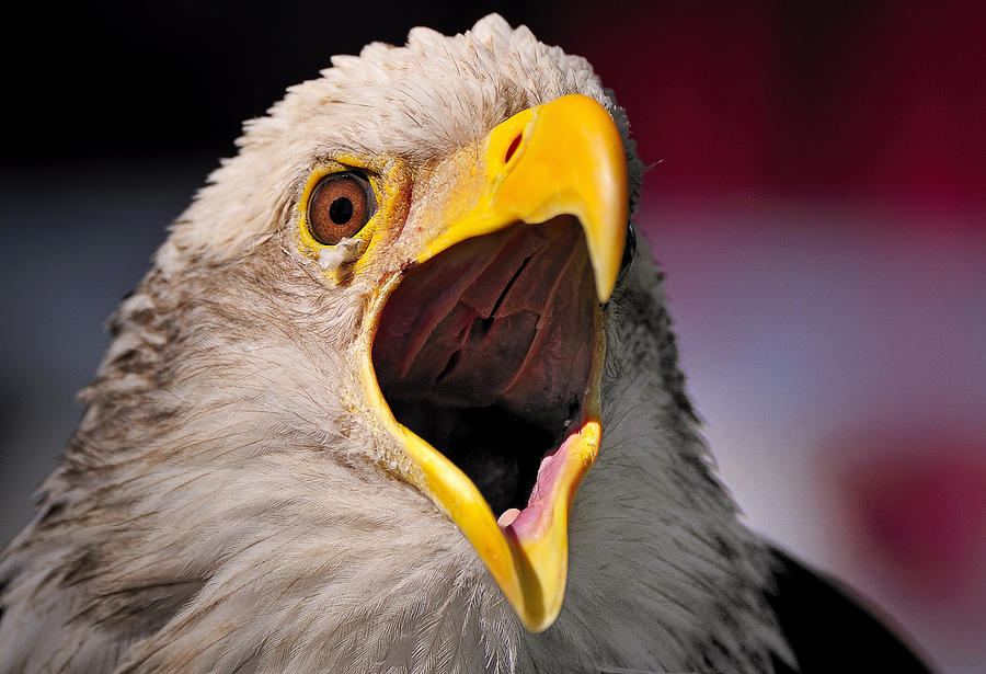 Screaming Eagle I #1 Photograph by Bill Dodsworth