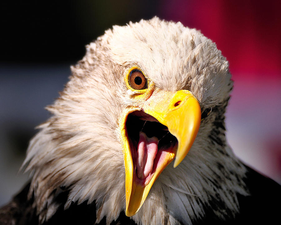 Screaming Eagle II #1 Photograph by Bill Dodsworth