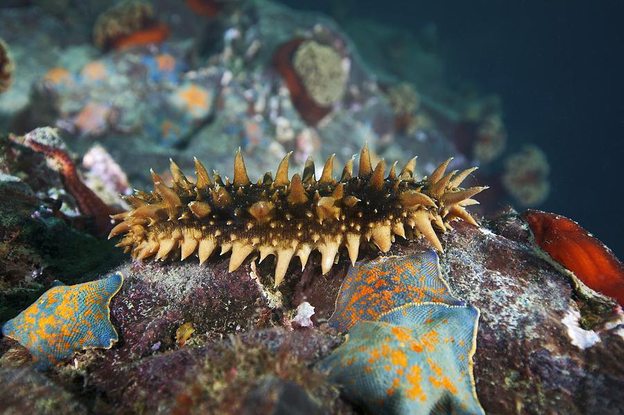 Sea Cucumber Japan Photograph By Alexander Semenov Fine Art America   1 Sea Cucumber Japan Alexander Semenov 