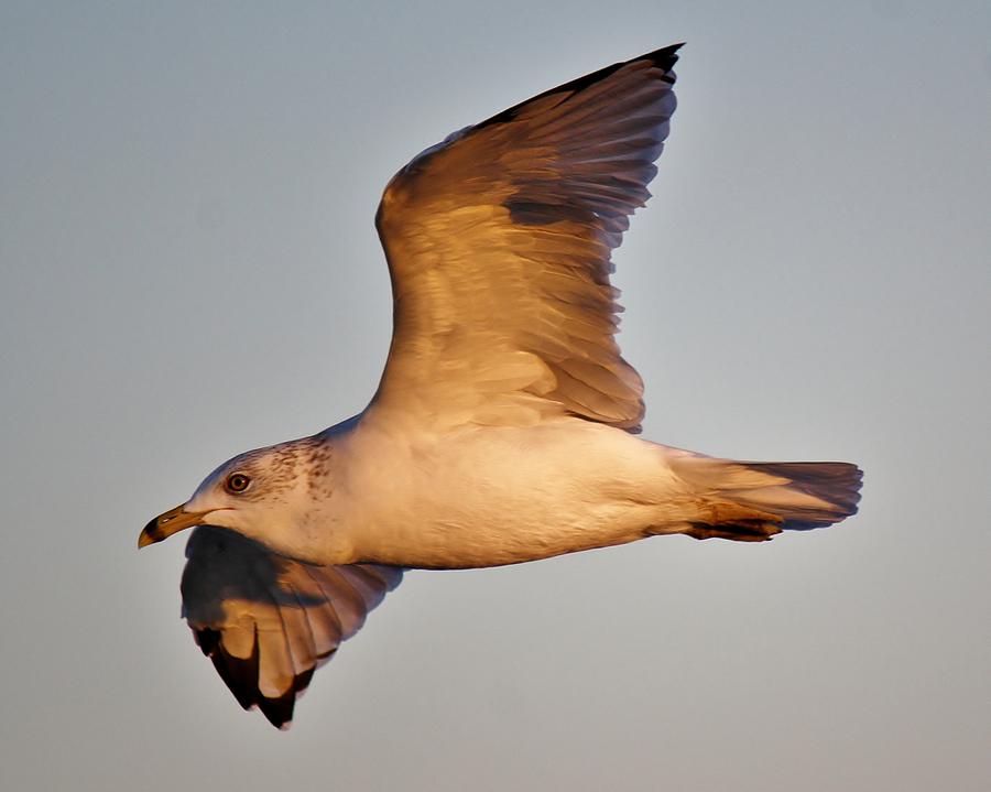 Bird Photograph - Sea Gull at Twilight #1 by Paulette Thomas