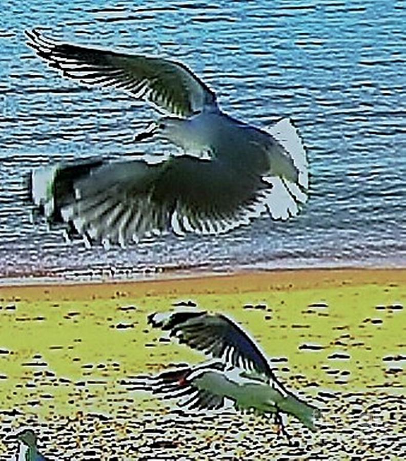 Sea Gulls in Flight  #1 Photograph by Blair Stuart