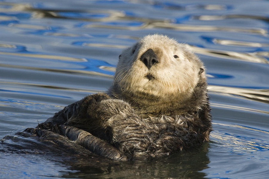 Sea Otter  Elkhorn Slough Monterey Bay #1 Photograph by Sebastian Kennerknecht