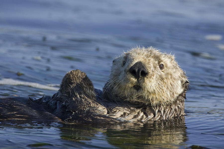 Animal Photograph - Sea Otter Monterey Bay California #1 by Suzi Eszterhas