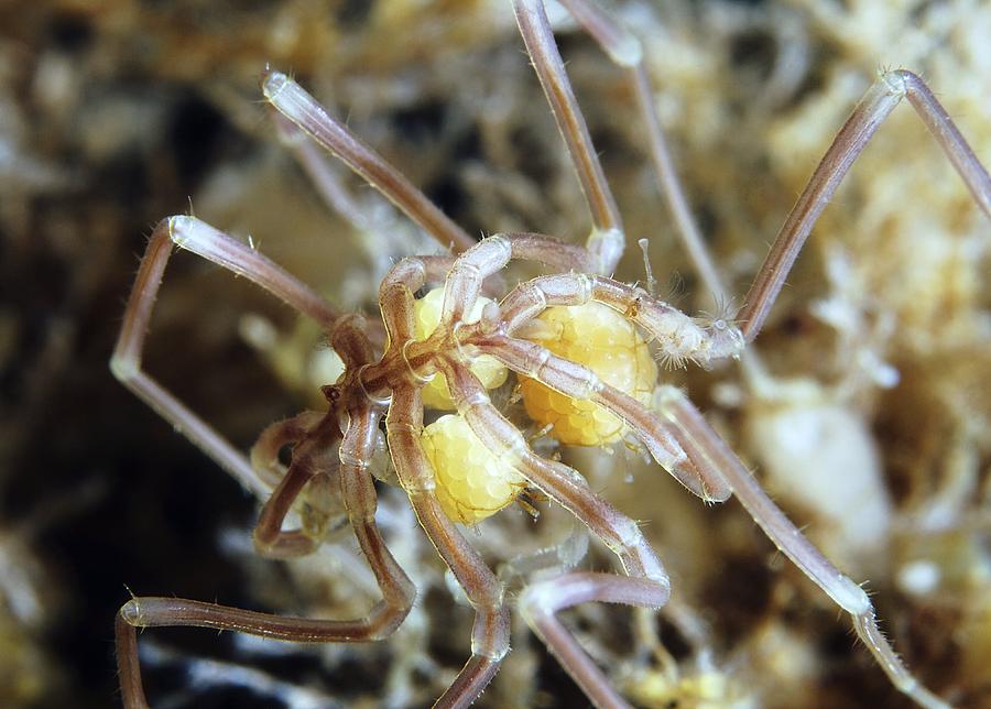 Egg Photograph - Sea Spider With Eggs #1 by Alexander Semenov