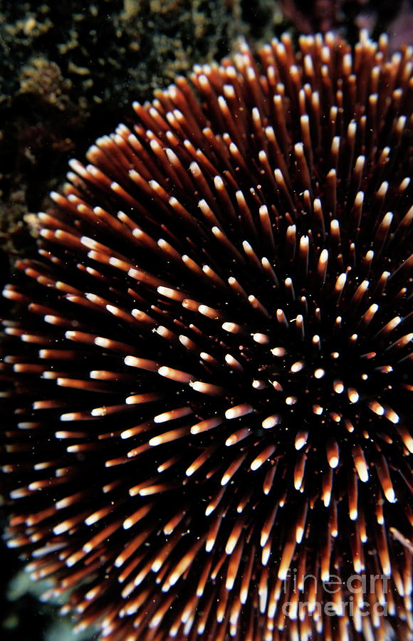 Nature Photograph - Sea urchin #1 by Sami Sarkis