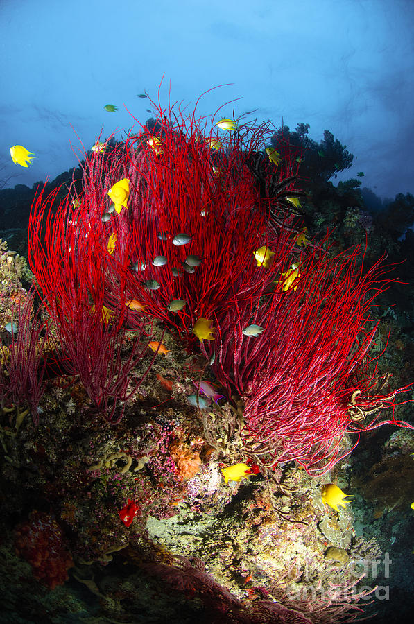 Sea Whips And Soft Coral, Fiji Photograph