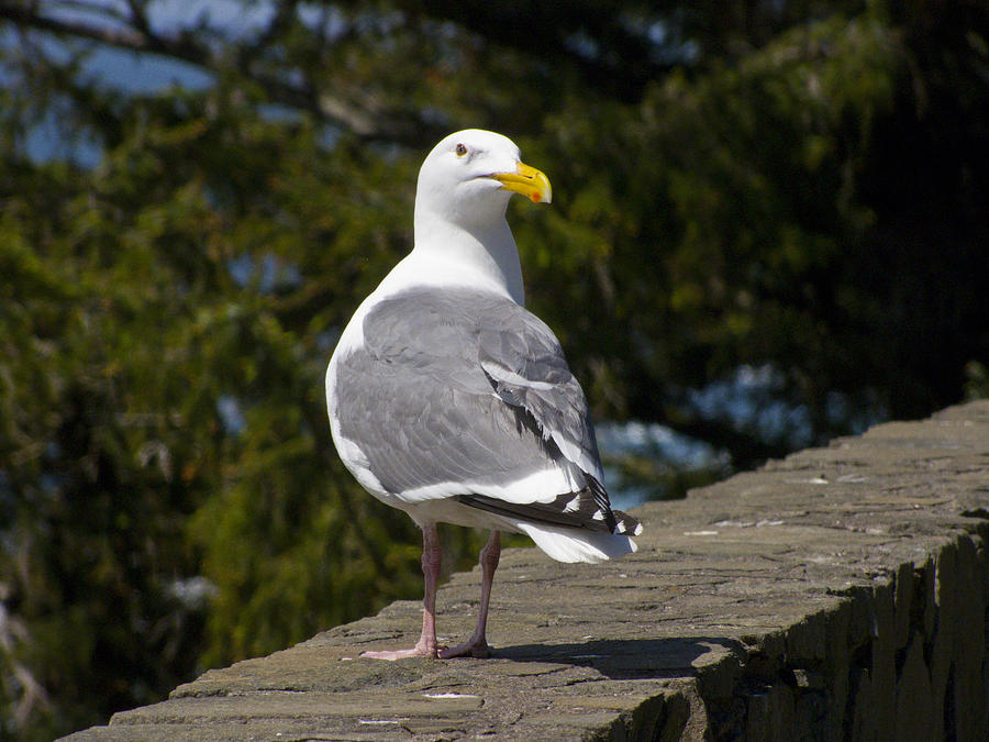 Seagull #1 Photograph by David Gleeson