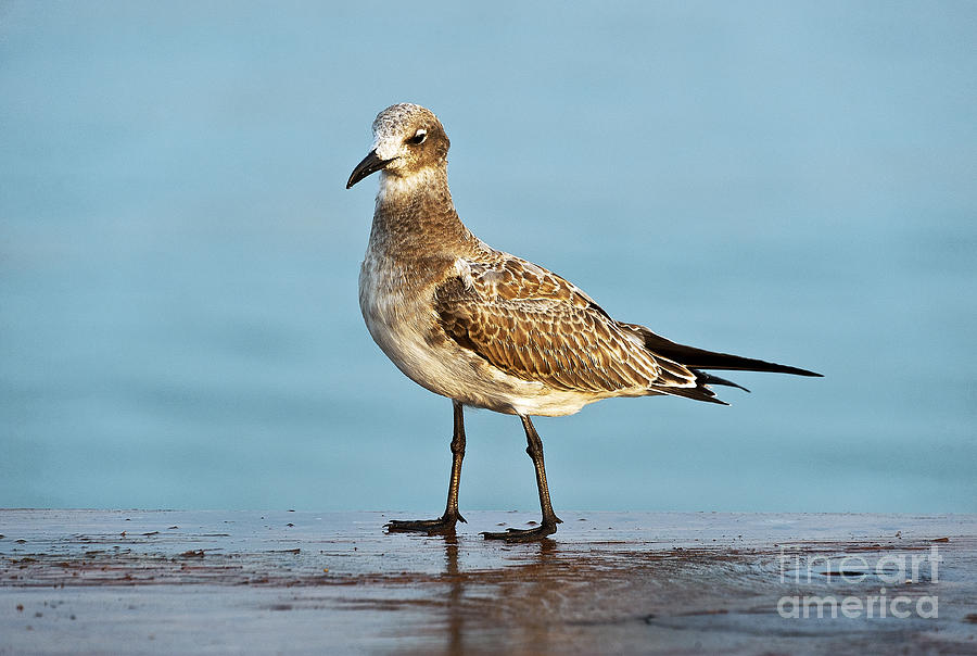 Bird Photograph - Seagull #1 by John Greim