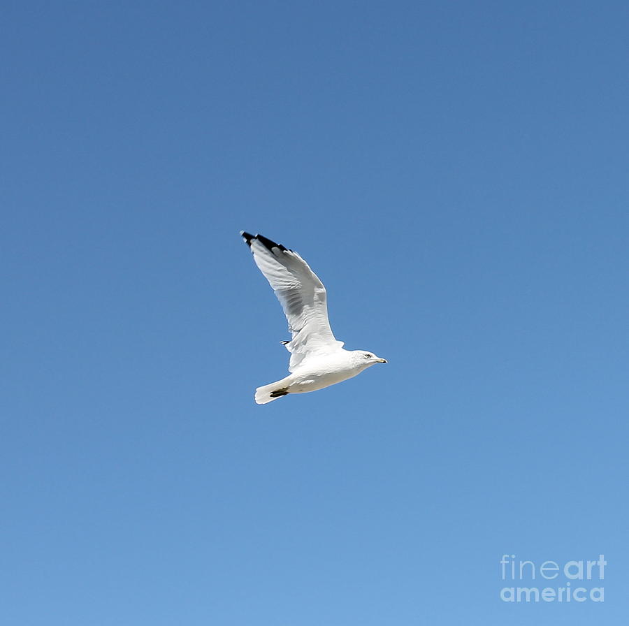 Seagull #1 Photograph by Pamela Walrath