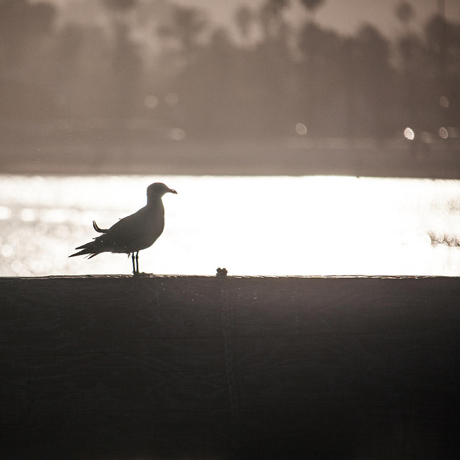 Seagull #1 Photograph by Ralf Kaiser