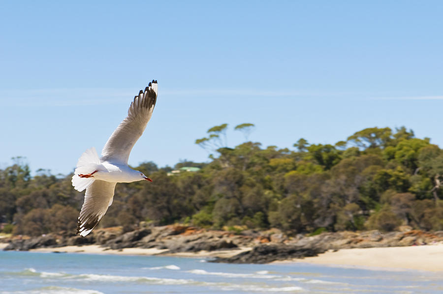 Seagull Spreads Its Wings On The Beach #1 Photograph by U Schade