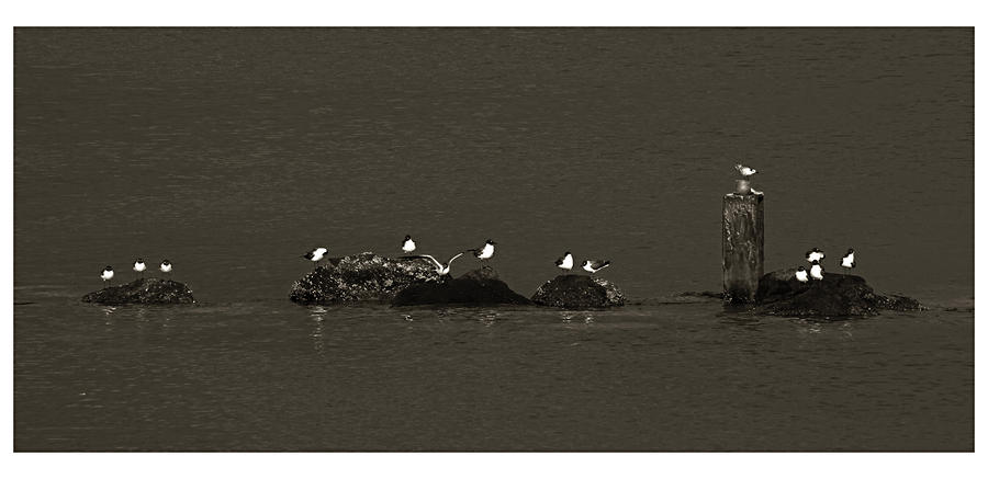 Seagulls on Rocks- St Lucia #1 Photograph by Chester Williams