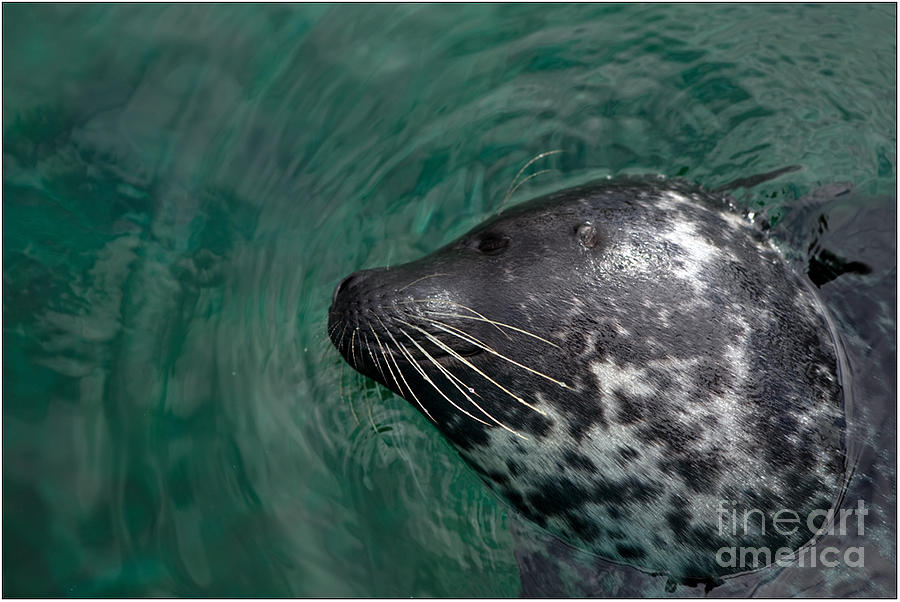 Seal #1 Photograph by Jorgen Norgaard