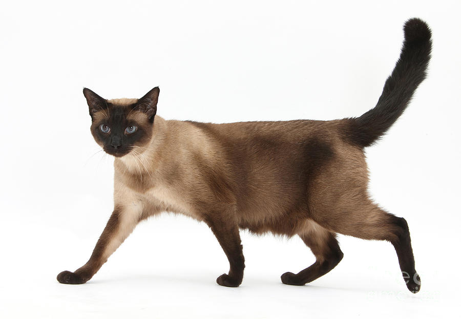 Seal Point Siamese Cat #1 Photograph by Mark Taylor
