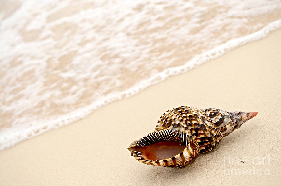Seashell and ocean wave 3 Photograph by Elena Elisseeva