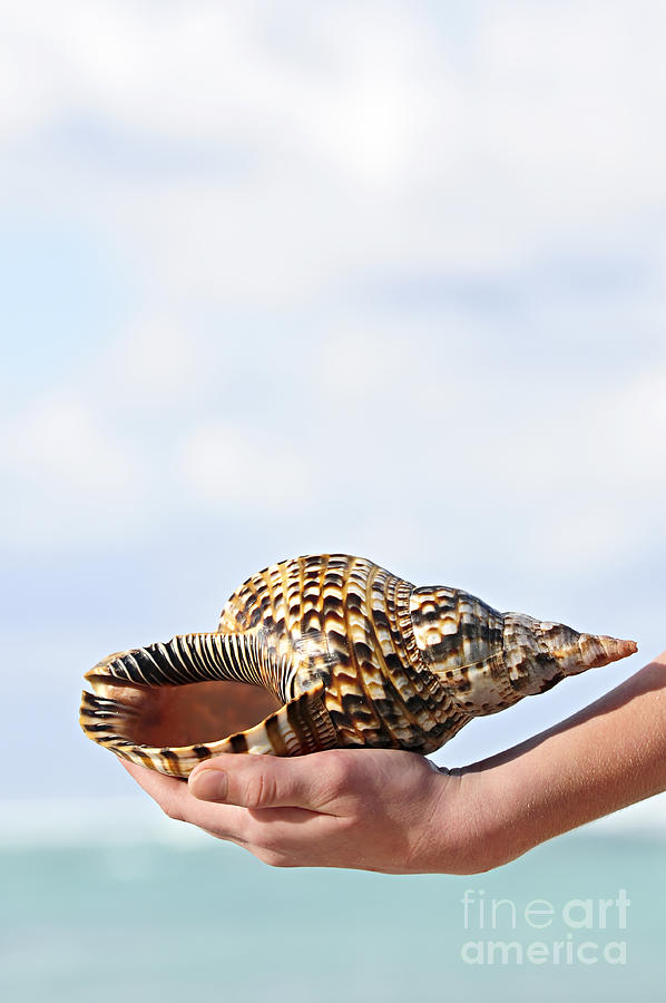 Seashell in hand 1 Photograph by Elena Elisseeva