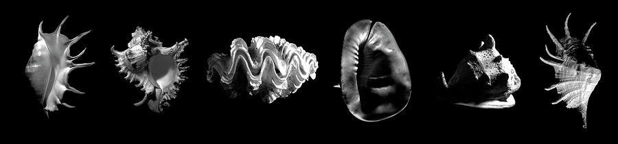 Seashells #1 Photograph by Frank Wilson