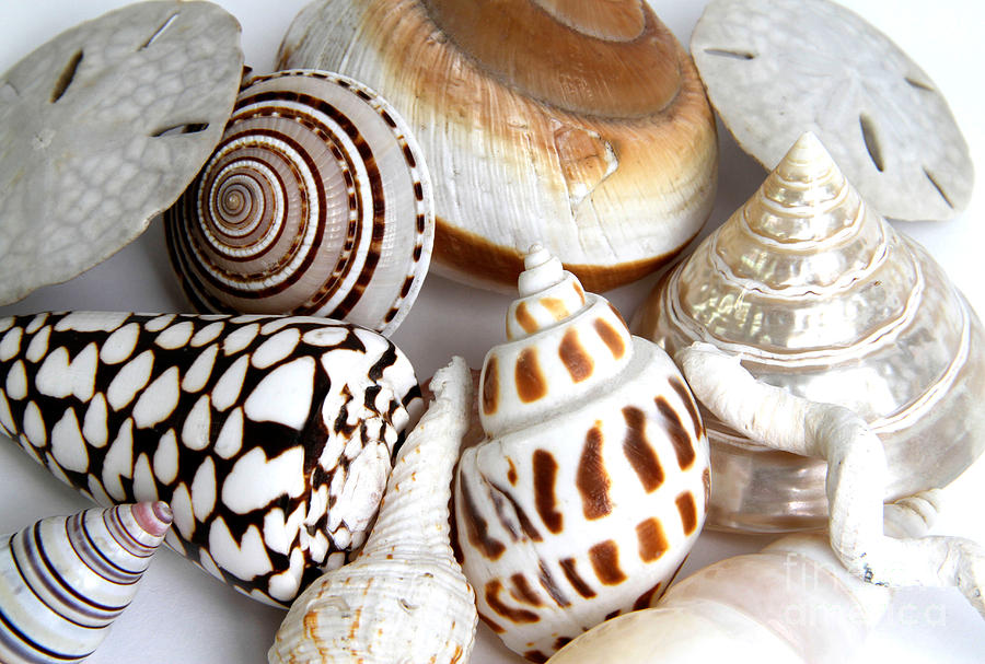 Seashells #1 Photograph by Photo Researchers