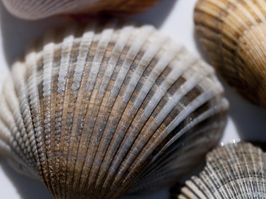 Seashells #1 Photograph by Wilma  Birdwell