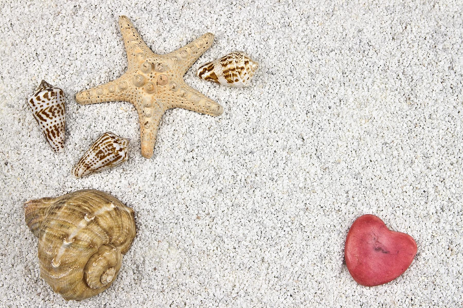 Summer Photograph - Seastar And Shells #1 by Joana Kruse